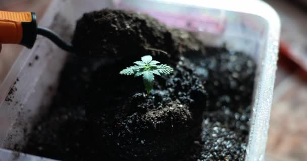 Gazdanövények Fiatal Csírák Termékeny Talajban Termel Műtrágyát Otthon Termesztett Marihuána — Stock videók