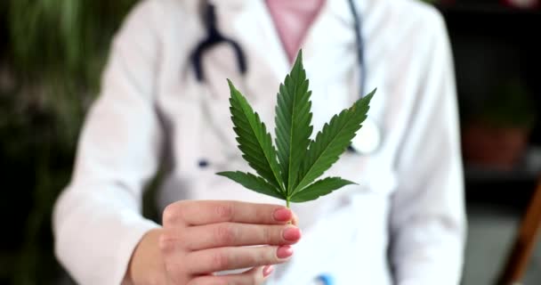 医生手中拿着绿色的新鲜大麻叶 医疗大麻概念的影响和益处 — 图库视频影像