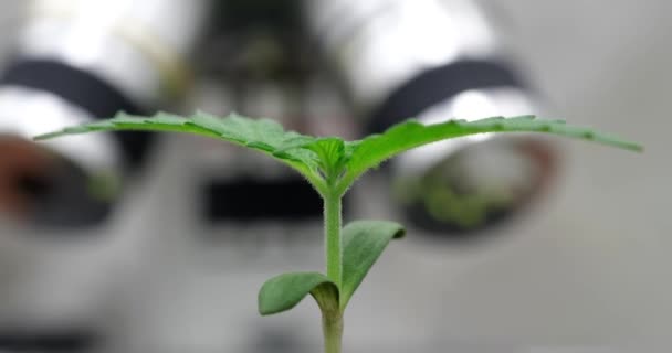 Green Plant Sprout Rising Ground Laboratory Growing Marijuana Eco Products — Stock Video