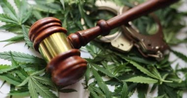 Yargıç tokmak ve marihuana yaprakları ve kenevir yasal rejimi. Esrar mevzuatı