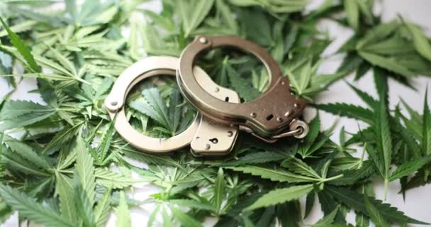 Handcuffs Green Marijuana Leaves Closeup Cannabis Legal Regime Legalization Marijuana — Stock Video