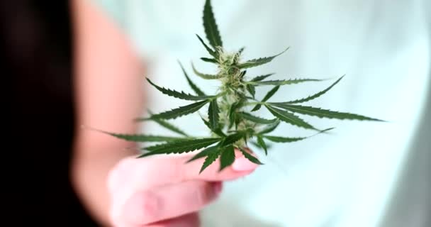 Hoja Verde Marihuana Con Brotes Mano Efectos Beneficios Del Concepto — Vídeos de Stock