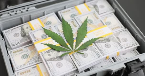 Yeşil Marihuana Yaprağı Bavulun Üzerinde Duruyor Bir Sürü Para Var — Stok video