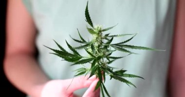 Kadın eli yeşil kenevir yaprağını filizli ve yapraklı tutuyor. Kenevirden türetilmiş psikoaktif ilaç