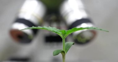 Zaman aşımına uğramış kenevir yaprakları sarsılarak bulanık elektronik mikroskop karşısında büyür. Bilim adamlarının gözetimi altında marihuana bitkisinin büyümesi