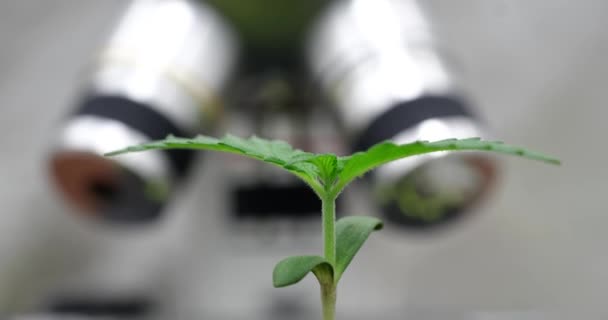 ゆらゆらと揺れる葉で大麻の芽がぼやけた電子顕微鏡に対して成長する 科学者の観察下でのマリファナ植物の成長 — ストック動画