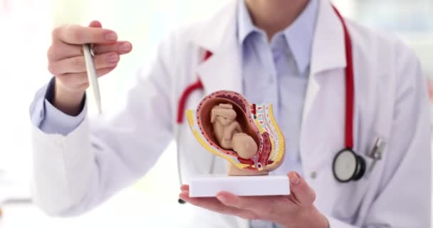 医生用听诊器把笔指给现实的胎儿子宫模型 妇科医生显示女性生殖器官的结构缓慢运动 — 图库视频影像