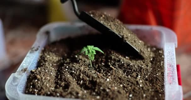科学者は スカプラを使用して大麻の芽を持つプラスチック容器に肥沃な土壌を投げます 研究室スローモーションでのマリファナ植物の成長 — ストック動画