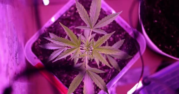 Planta Cannabis Exuberante Con Hojas Verdes Crece Suelo Fértil Contenedor — Vídeos de Stock