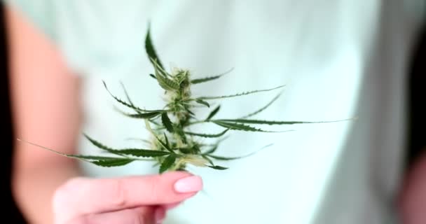 Kobieta Zadbanym Manicure Trzyma Gałązkę Marihuany Kołyszącymi Się Długimi Zielonymi — Wideo stockowe