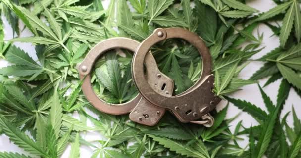Iron Handcuffs Lie Heap Green Marijuana Leaves Scattered White Table — Stock Video