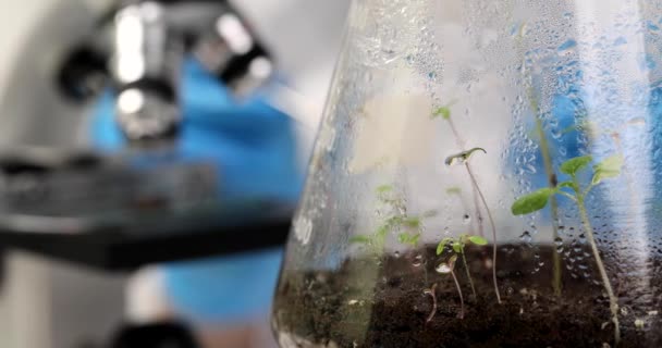 在汗流浃背的玻璃瓶中生长着少量草本植物芽 这些草本植物有肥沃的土壤 可以对抗模糊的显微镜 实验室受监管工厂的成长 — 图库视频影像
