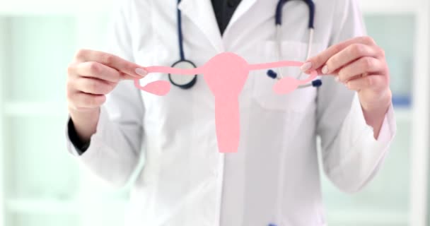 Nőgyógyász Rózsaszín Kartonból Kivágott Méh Modellt Tart Kezében Klinika Irodájában — Stock videók