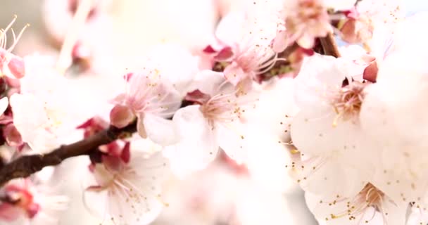 Escénica Flor Rosa Árboles Frutales Soleado Día Primavera Flores Florecientes — Vídeo de stock