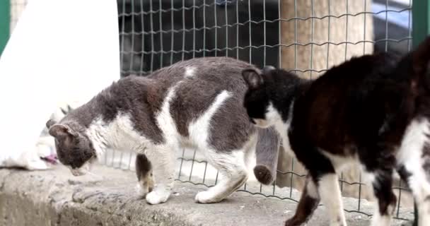 Szary Futrzany Kot Próbuje Skoczyć Cementowej Granicy Pobliżu Metalowej Siatki — Wideo stockowe