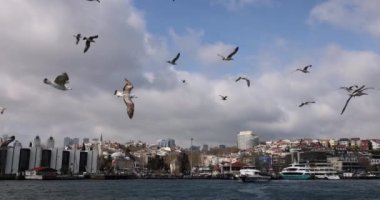 Şehirdeki 4K filminde birçok martı denizin üzerinde uçuyor. Şehir manzarası kavramı