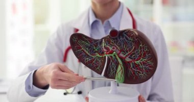 Doktor karaciğerin yapay plastik modelini gösteriyor. Karaciğer anatomisi