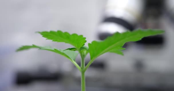 녹색식물은 흐름에 땅에서 돋아나고 마리화나 재배하는 실험실 — 비디오