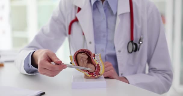 妊娠または出産の成長を示すために胎児と女性の子宮のモデル 妊娠中の女性医師のための練習のための胚のプラスチック模倣 — ストック動画
