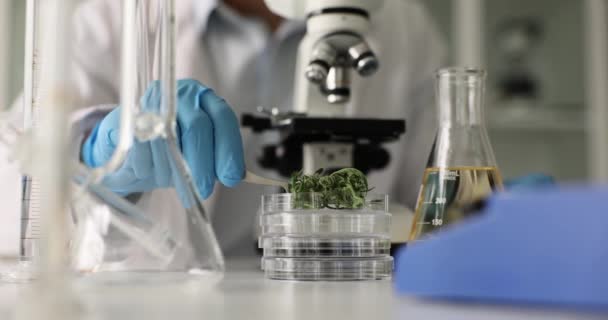 Forskare Med Mikroskop Laboratoriestudier Medicinsk Marijuana Konsekvenser Och Fördelar Med — Stockvideo