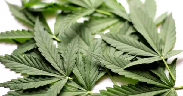 Medicinsk Marijuana Och Hampa Blad Bakgrund Psykoaktiv Substans Framställd Hampa — Stockvideo