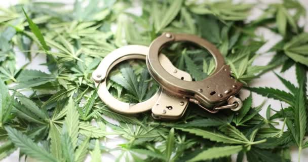 手铐放在大麻特写的绿叶上 大麻法律制度和逮捕毒贩 — 图库视频影像