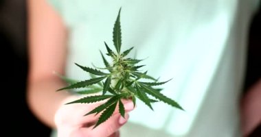 Bir insan elinde yeşil bir kanabis bitkisi tutar, yakın plan. Büyüyen marihuana, mahsul, yavaş çekim