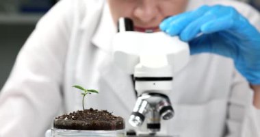 Bilim adamı filize mikroskoptan bakıyor, yakından. Laboratuvarda tarım seçimi