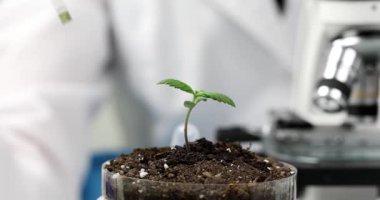Tomurcuklu Lakmus kağıdı, yakın plan. Kimyasal bir laboratuvarda gübre analizi, sığ odak