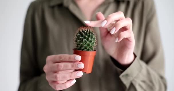 Seorang Wanita Bisnis Menyentuh Kaktus Berduri Close Kontak Dengan Konsep — Stok Video