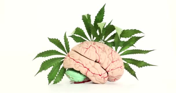 脳の解剖学的モデルと大麻の葉 クローズアップ マリファナの認知機能への影響 — ストック動画