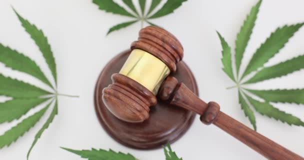 マリファナの裁判官と緑の葉 クローズアップ 大麻の合法化に関する法律 薬物中毒 — ストック動画