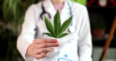 Yakın plan yeşil yapraklı kenevir bir doktorun elinde, yavaş çekimde. Organik marihuana, kenevir yaprağı