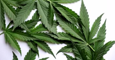 Beyaz arka planda taze yeşil kenevir yaprağı, yakın plan. Organik ürün, bitkisel ürün