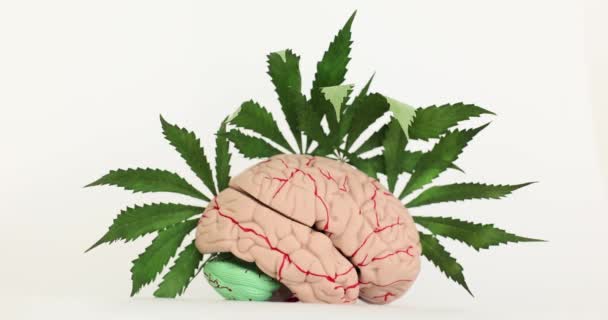 Menselijke Hersenanatomie Vers Groen Cannabisblad Effecten Van Marihuana Hersenen — Stockvideo