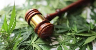 Tıbbi esrarın yasallığı ve yasal ve yasadışı kenevir. CBD marihuana çiçeğiyle yargıç tokmağı