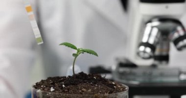 Laboratuvarda ve test şeridinde toprakla çalışan bir bilim adamı. Topraktaki toksin ve asit seviyeleri kontrol ediliyor