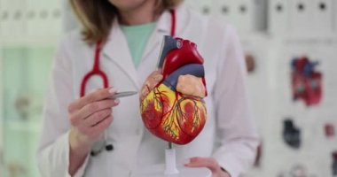 Kardiyolog doktor insan kalbinin modelini elinde tutuyor ve klinikteki yapıyı açıklıyor. Kardiyovasküler hastalıkların tedavisi ve teşhisi
