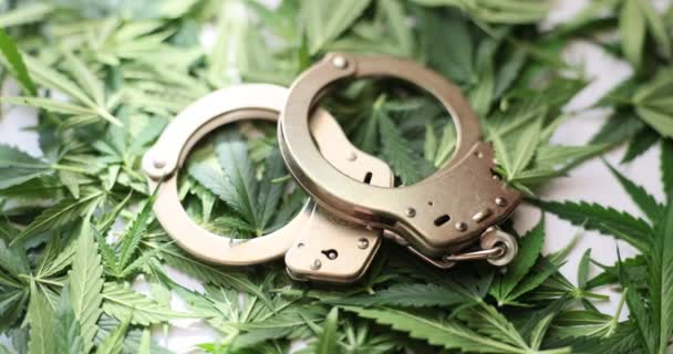 手錠はマリファナの緑の葉の上に横たわるクローズアップ 大麻の逮捕と違法販売 — ストック動画