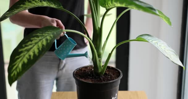 Huisvrouw Water Bladeren Van Huis Plant Pot Met Gieter Verzorging — Stockvideo