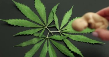 İnsan fetüsü ve marihuana yapraklarının yapay modeli. Hamilelik sırasında esrar kullanımı