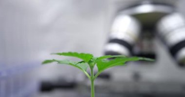 Laboratuvarda yüksek hızlı mikroskop altında yeşil marihuana filizleri yetiştiriyorlar. GDO 'lar ve bitki yetiştiriciliğinin genetik sırları
