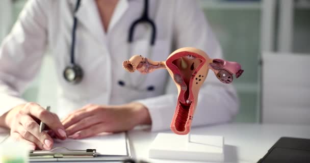 Gynecologist Models Uterus Ovaries Clinic Skilled Medical Worker Ready Client — Stock Video
