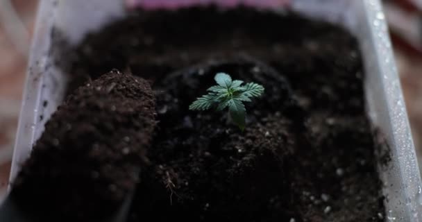 Person Tillsätter Jord Med Gödningsmedel Till Små Marijuanafrön Eller Groddar — Stockvideo
