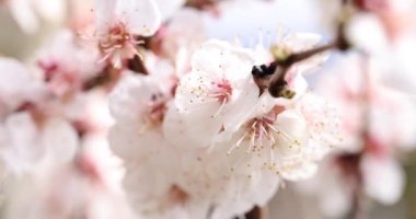 Bahar kiraz çiçekleri ve ağaçta pembe çiçekler. Baharın başlangıcı.