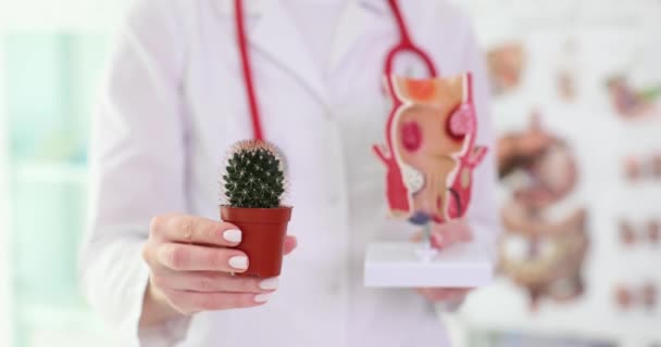 Doctor Lab Coat Holds Spiny Cactus Pot Model Rectum Hands — Stock Video