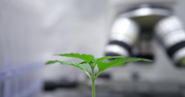 Cannabis Verde Brota Contra Microscopio Electrónico Borroso Laboratorio Cultivo Marihuana — Vídeo de stock