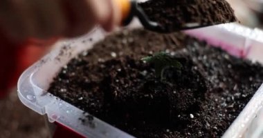 Adam kürek kemiği kullanarak maruana ekmek için siyah toprağı konteynıra koyuyor. Laboratuvar asistanı psikoaktif yeşil santral yavaş çekim için kabı hazırlar