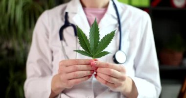 Steteskoplu kadın doktor psikoaktif yeşil bitki yaprağını laboratuvarda tutuyor. Asistan esrar yaprağını uyuşturucu üretme deneyine hazırlar