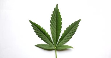 Tıbbi ilaçlar üretmek ve üretmek için bir avuç psikoaktif yeşil bitki. Laboratuvarda psikoaktif ilaç yapımına yönelik malzemelerin hazırlanması